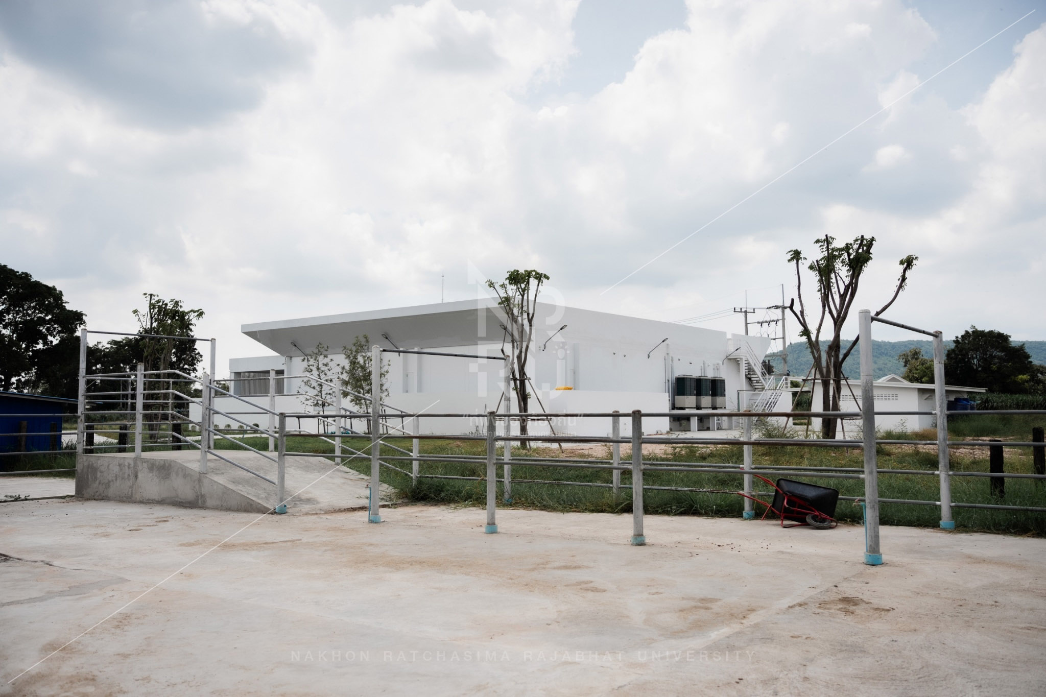YZ Beef Cattle Farm in Si Khio District (23)